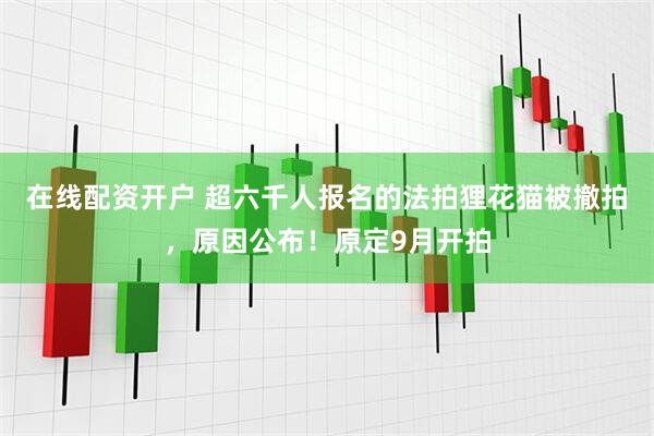 在线配资开户 超六千人报名的法拍狸花猫被撤拍，原因公布！原定9月开拍